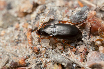 Ground beetle, Calathus micropterus in natural environment, macro photo