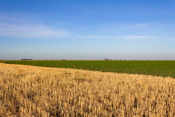 countryside landscape with wheat and soybean plantations