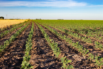 Fototapeta na wymiar Argentinian countryside landscape with soybean plantation
