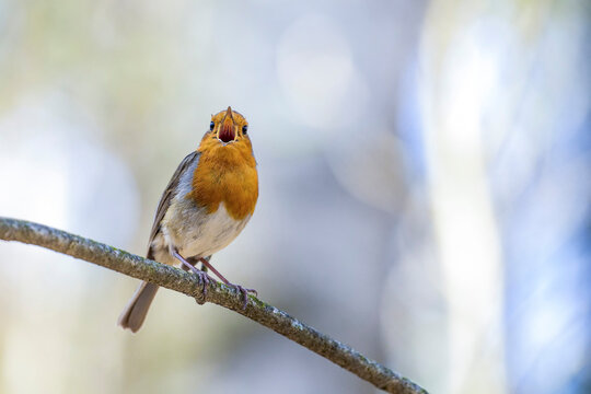 European Robin (Erithacus Rubecula), Singing In Spring On A Tree Branch.