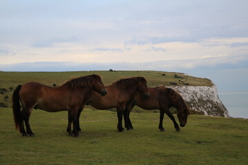 Fototapeta na wymiar Grazing horses at White Cliffs of Dover, England Great Britain