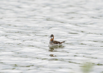 Red-necked phalarope (Phalaropus lobatus), also known as the northern phalarope and hyperborean phalarope, is a small wader of the Scolopacidae family.