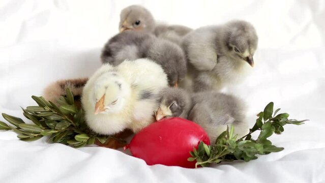 little chicken baby poultry kid sleeping on white blanket with candle red easter and real egg.lot of many some cute adorable  chickens falling asleep in bedroom,bush dry branch easter holiday 4k clos