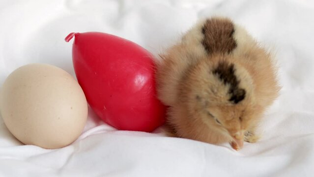 little chicken baby poultry kid sleeping on white blanket with candle red easter and real egg.lot of many some cute adorable  chickens falling asleep in bedroom,bush dry branch easter holiday 4k clos