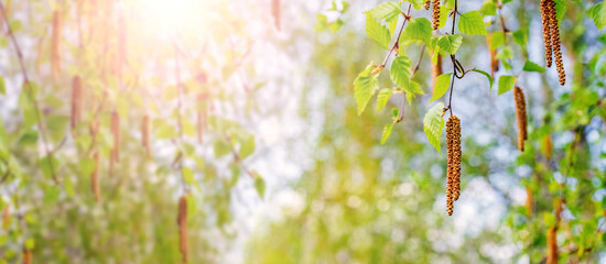 Birch branches with catkins in the spring in sunny weather