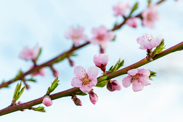 Peach branches with pink flowers on the background of the sky