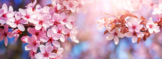 Sakura blossoms. Pink sakura flowers on a tree in pink tones © Volodymyr
