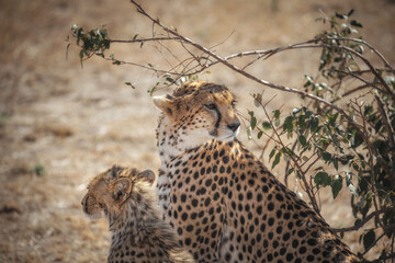 The family of cheetahs in Masai Mara National park, Kenya