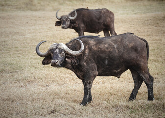 Two wild buffaloes - Amboseli National Park, Kenya