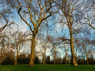 Trees in the park
