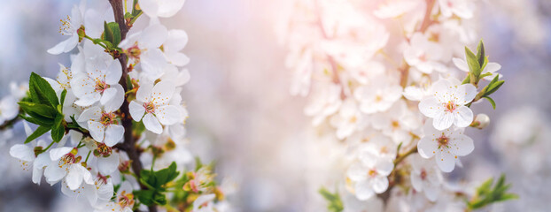 Cherry plum blossoms. Cherry plum blossoms on a tree in sunlight, panorama