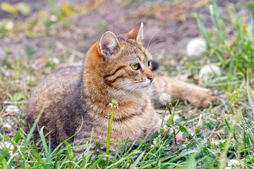 A tabby cat lies in the garden in the green grass