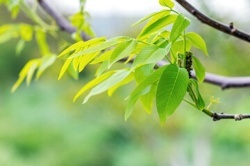 Walnut branch with young green leaves on a tree in the garden