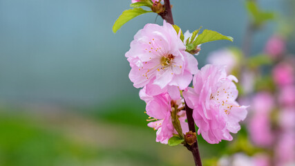 Sakura flowering. Large lush sakura flowers on a tree close up on a dark background in sunny weather
