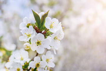 A branch of cherry with white flowers on a blurred background in sunny weather