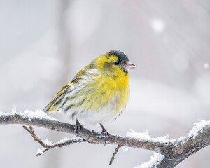 Eurasian siskin (Spinus spinus) is a small passerine bird in the finch family Fringillidae. Male...
