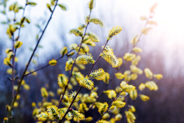 Willow branches with fluffy yellow catkins on a dark background in sunny weather