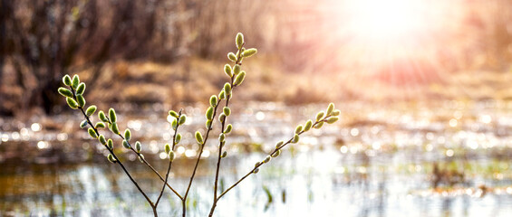 Willow branches with catkins near the river during flood in sunny weather