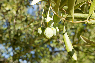 Branch with dry and wrinkled olive fruits because of high temperature and drought, causing poor...