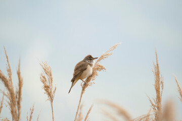 Great reed warbler (Acrocephalus arundinaceus) is a passerine bird of the Acrocephalidae family.