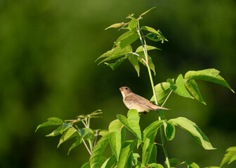 Common rosefinch (Carpodacus erythrinus) or scarlet rosefinch is the rosefinch of the Fringillidae...