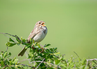 Corn bunting (Emberiza calandra) is a passerine bird in the bunting family Emberizidae. A male Corn bunting sings on a tree branch in spring.