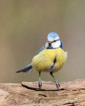 Eurasian blue tit (Cyanistes caeruleus) is a small passerine bird in the tit family, Paridae. Eurasian blue tit portrait in natural biotope.