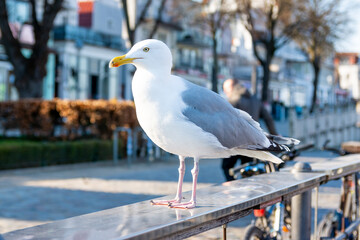 Möve in Warnemünde