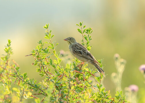 Ortolan (Emberiza hortulana) or ortolan bunting in its natural biotope illuminated by the wonderful morning sun.