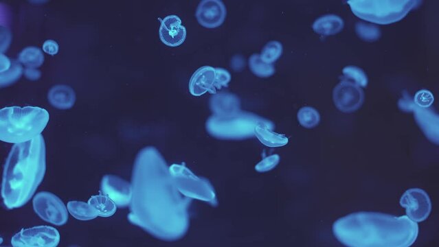 Jellyfish floating in the ocean-sea, the light passes through the water, creating a volumetric ray effect. Dangerous blue jellyfish