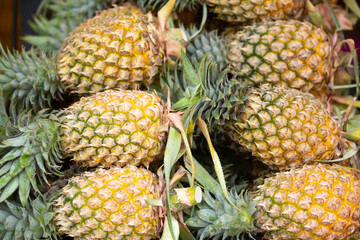 Pineapples close-up as a background. Harvest of pineapples lie in a pile. Fresh tropical fruits.