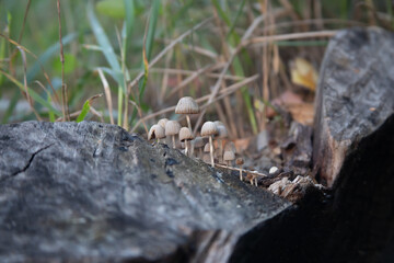 ants on the ground