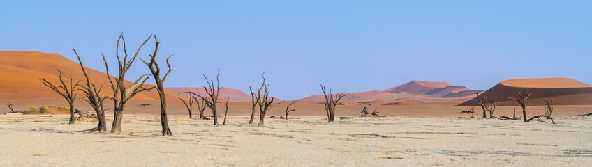 Fototapeta na wymiar Panorama with sandy hills of red dunes and dead trees of Deadvlei valley in Sossusvlei area, Namib desert. Namibia landscape with big sandy dune and copy space for your text.