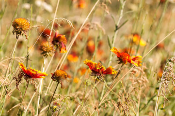 Bright Echinacea wildflowers in yellow dry autumn grass