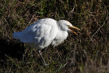 Kuhreiher (Bubulcus ibis)