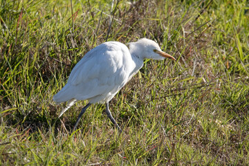 Kuhreiher (Bubulcus ibis)