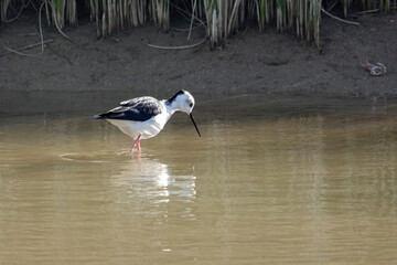 Stelzenläufer (Himantopus himantopus)
