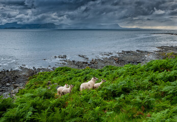 Sheep graze on vibrant green ferns near a rocky shoreline as a storm approaches at dusk.