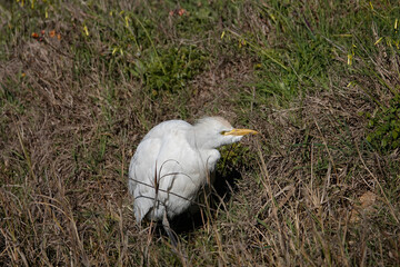 Kuhreiher (Bubulcus ibis)