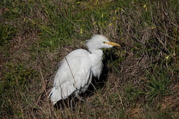 Kuhreiher (Bubulcus ibis)