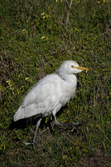 Kuhreiher (Bubulcus ibis)