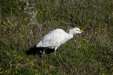 Fototapeta premium Kuhreiher (Bubulcus ibis)