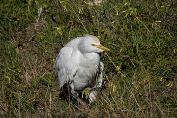Kuhreiher (Bubulcus ibis)