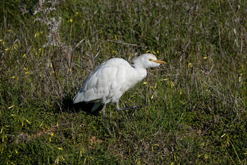 Kuhreiher (Bubulcus ibis)