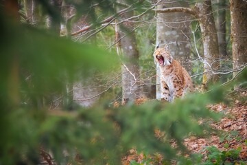 Yawning  Eurasian lynx in Bohmische wald Germany.  Nice portrait of sitting lynx in the autumn...