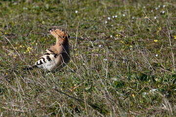 Wiedehopf (Upupa epops) 
