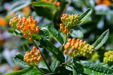 Butterfly Weed Buds