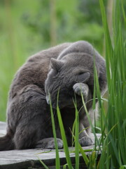 Gray chartreux cat cleaning itself on outdoor table, grass in foreground, with blurred green background.