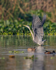 A Grey Heron ready to fly from lake