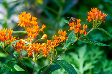Butterfly Weed being pollinated by a Honey Bee